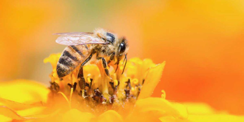 Top 12 plants for autumn pollinators
