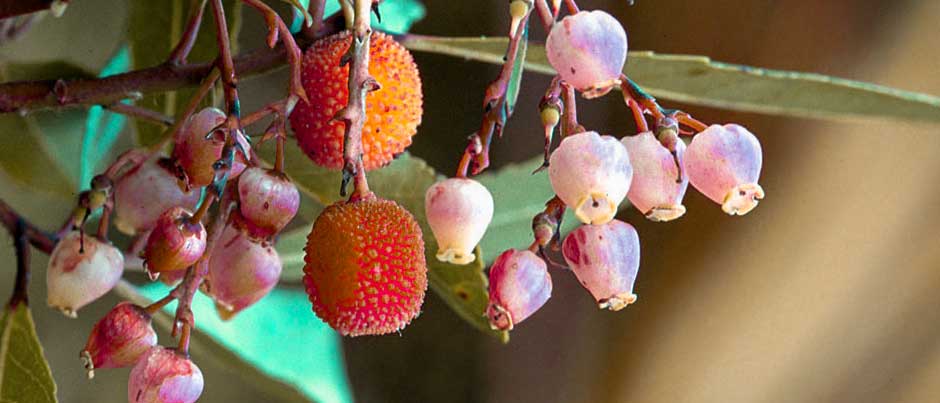 12) آربوتوس یوندو (درخت توت فرنگی)